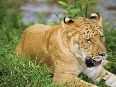 liger | Size & Facts | Britannica.com