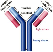 Antibody Structure