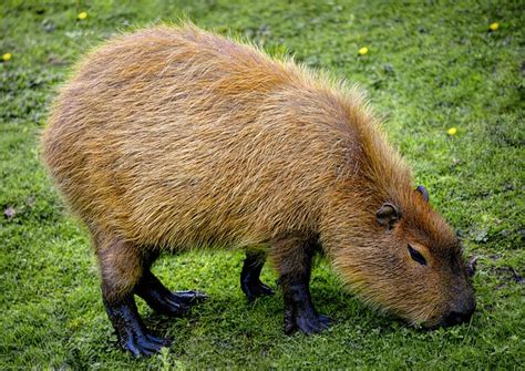 Capybara Animal Facts | Appearance, Size, Habitat, and More (2023)