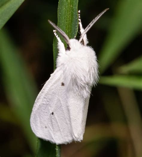 Virginia tiger moth (Spilosoma virginica) | Moth, Tiger moth, Bugs