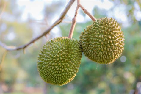 How to Eat Durian Fruit