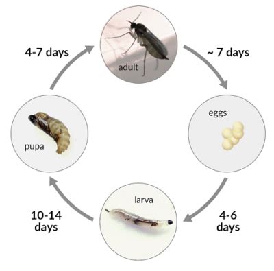 Fruit Flies, Gnats or Drain Flies - Pronto Pest Management