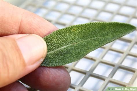 5 Ways to Dry Sage - wikiHow