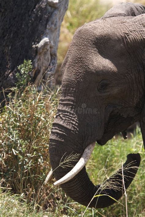 African Elephant with Tusks Stock Photo - Image of african, baby: 19645812