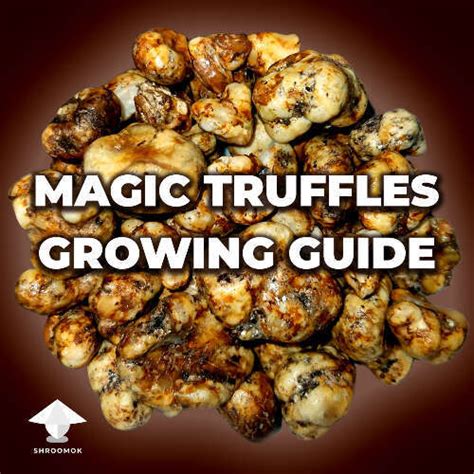 How to grow magic truffles, e.g. Psilocybe Tampanensis or Mexicana