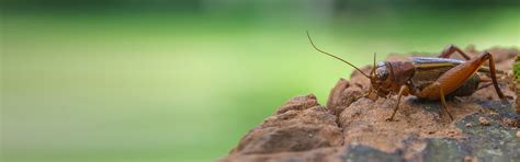 Cricket Pest Control - Cricket Exterminators