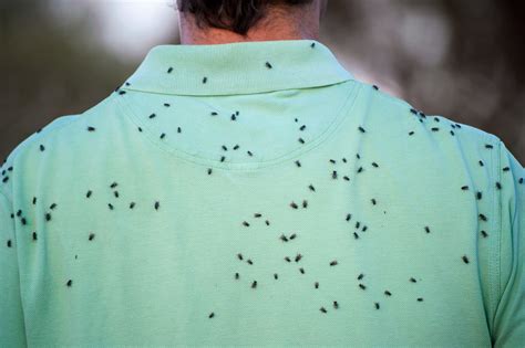 7 Ways To Repel Black Flies Naturally - Farmers' Almanac