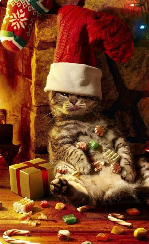 Just waiting for Santa!" ☆♡ | Cat christmas cards, Christmas animals ...