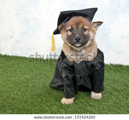 Dog Graduation Stock Photos, Images, & Pictures | Shutterstock