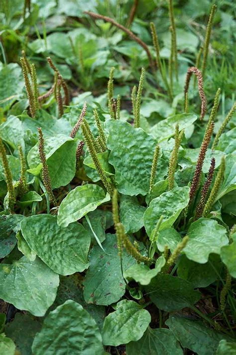 Comment planter et cultiver le plantain | Chemin du jardinier | Simbolo ...