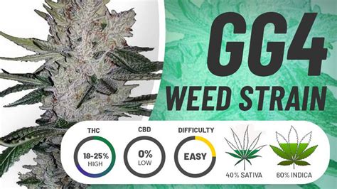 GG4 Seeds [Weed Strain Review 2023]: Is Gorilla Glue Good? (+Where to ...