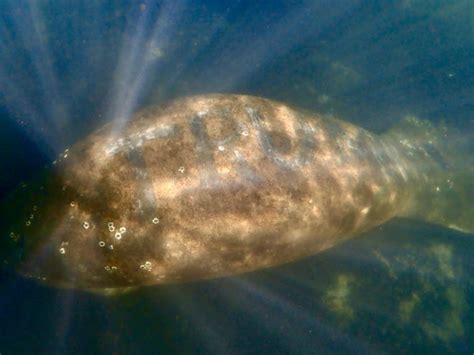 Investigation after Florida manatee found with Trump etched on its back