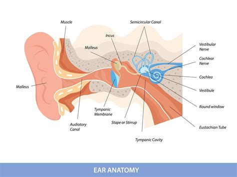 Human ear structure anatomical diagram 11351807 Vector Art at Vecteezy