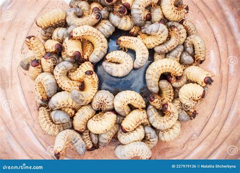 Living Maggots Background Royalty-Free Stock Photo | CartoonDealer.com ...