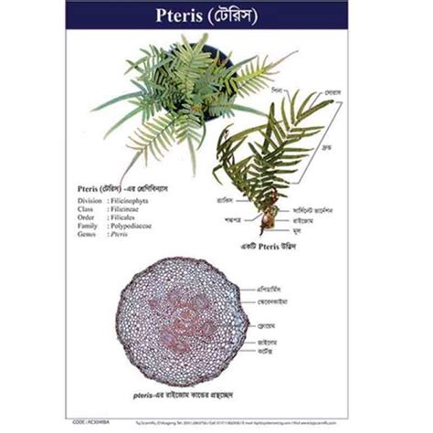 PTERIS RHIZOME CHART