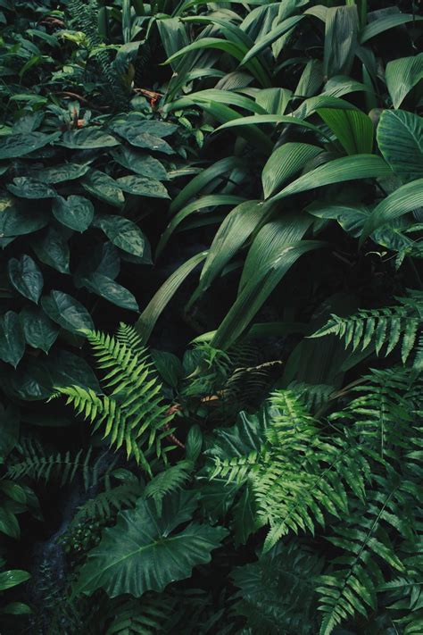 Green Plant Aesthetic Wallpapers on WallpaperDog