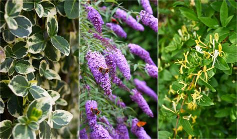 12 Common Invasive Plants You Should Never Plant In Your Yard