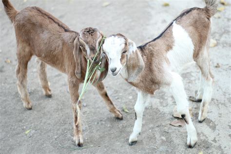 Free stock photo of 2 goat kids