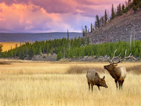 Amazing Wildlife Photos in Yellowstone National Park | Reader's Digest