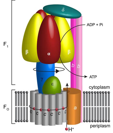 Atp Synthase Diagram