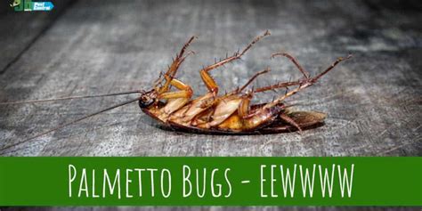 Palmetto Bugs - EEWWWW - JD Smith Pest Control