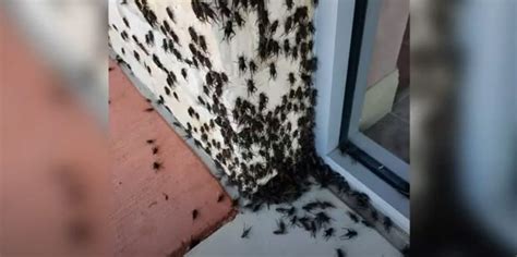 Cricket Exterminator Services | Atlas Termite & Pest Control