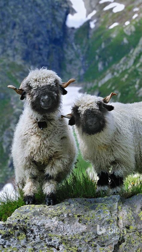 Valais Blacknose Sheep ~ Valais, Switzerland Nature Animals, Animals ...