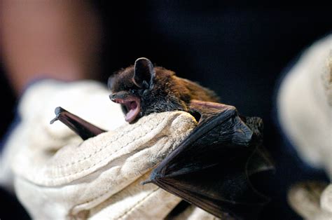 Man in Illinois dies from rabies after a bat bite