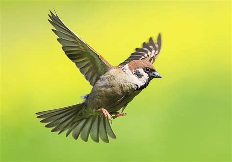 Spiritual Meaning of Sparrow Flying Into House – CHURCHGISTS.COM