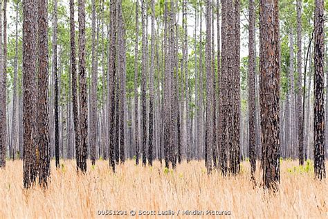 Longleaf Pine stock photo - Minden Pictures