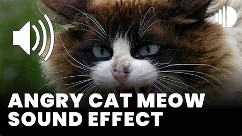 Angry Cat Meow Sound Effect - Sound Effect MP3 Download