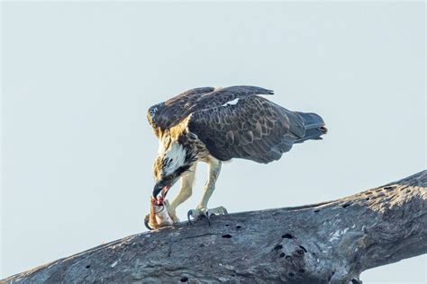 Eagle Eating Stock Photos, Images and Backgrounds for Free Download