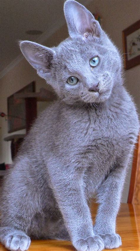 Russian Blue Cat Temperament,Personality and Grooming - Annie Many