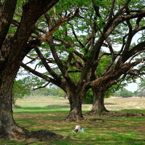 Samanea Saman Rain Tree Seeds 5 Pack, Exotic Tropical Planting, Create ...