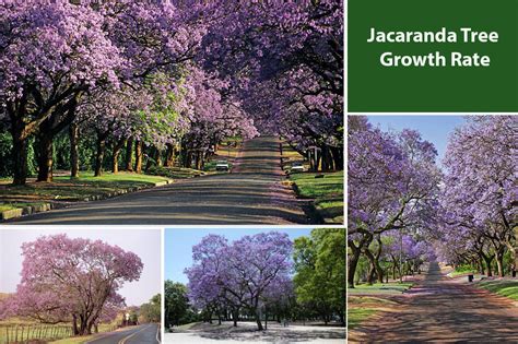 How Fast Is Jacaranda Tree Growth Rate Per Year? - EmbraceGardening