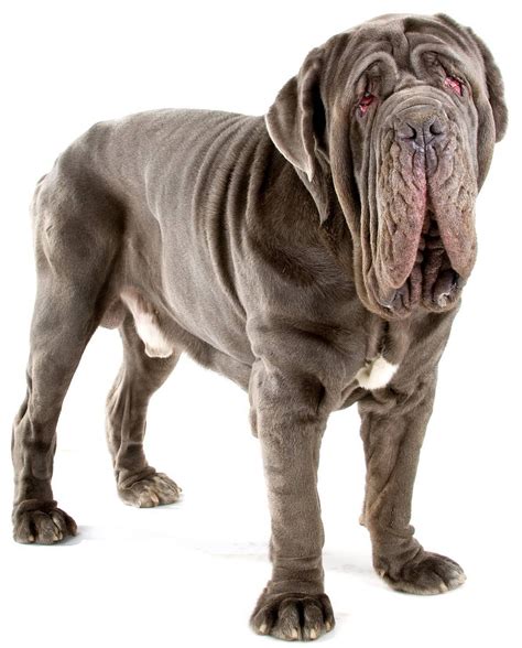 Neapolitan Mastiff - Dog Breed Guide