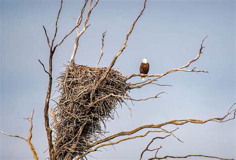 9 Birds that Build the Largest Nests (The Bald Eagle Tops the List ...