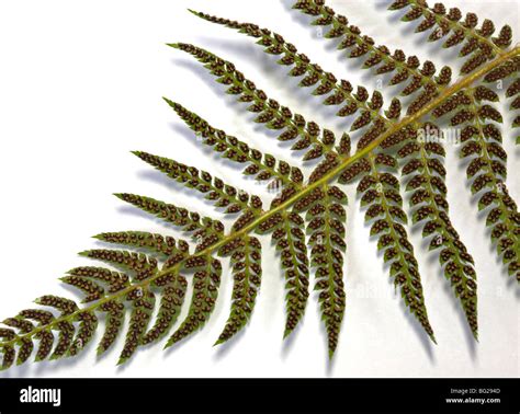 Spore Formation In Fern