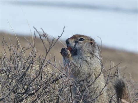 Arctic Ground Squirrel Diet - cleverinter