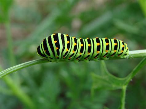 Orange Caterpillar Identification Chart