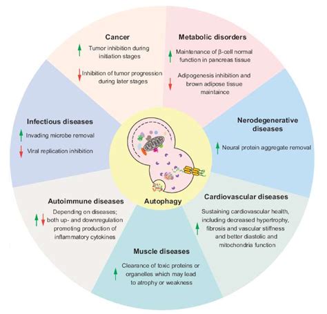 Biomedicines | Free Full-Text | The Emerging Roles of Autophagy in ...