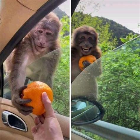 Giving an orange to a monkey meme template. : r/MemeEconomy