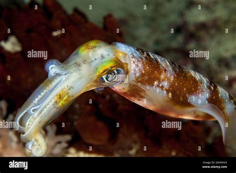 Squid are cephalopods in the superorder Decapodiformes with elongated ...