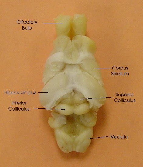 Rat Brain Anatomy - Anatomical Charts & Posters