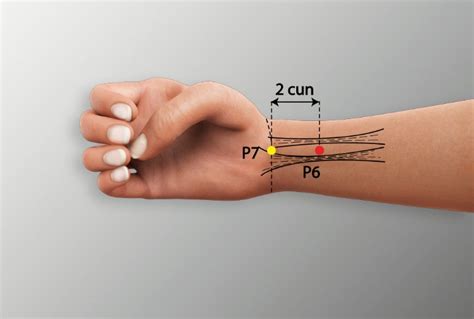 P 7 - DALING Pericardium Meridian Acupuncture Point | AcuMeridianPoints