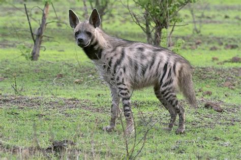 Food supply, protection determine denning habits of striped hyenas