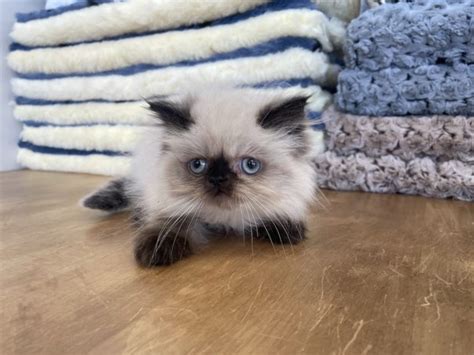 Himalayan Kitten For Sale | Himalayan