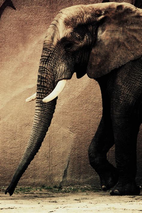 The elephant walk by Interna on DeviantArt