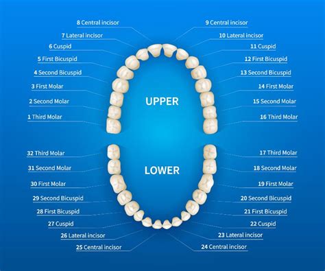 What Types of Teeth Exist