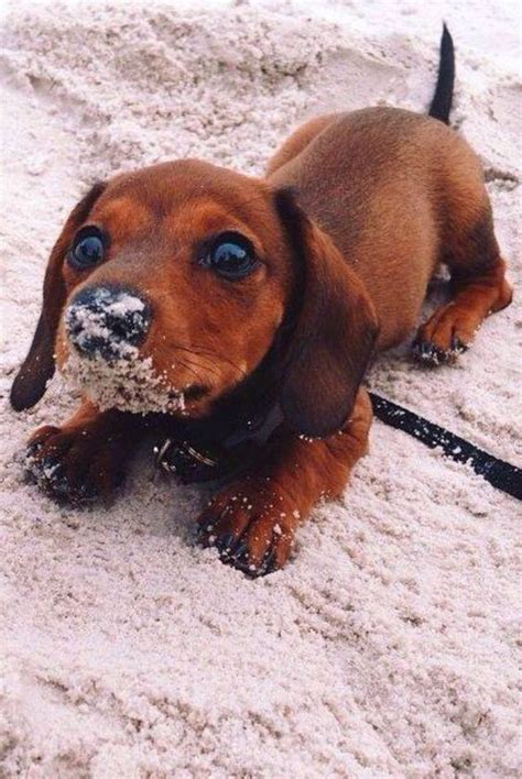 Cute dachshund puppy playing in the sand... If you love dachshunds ...